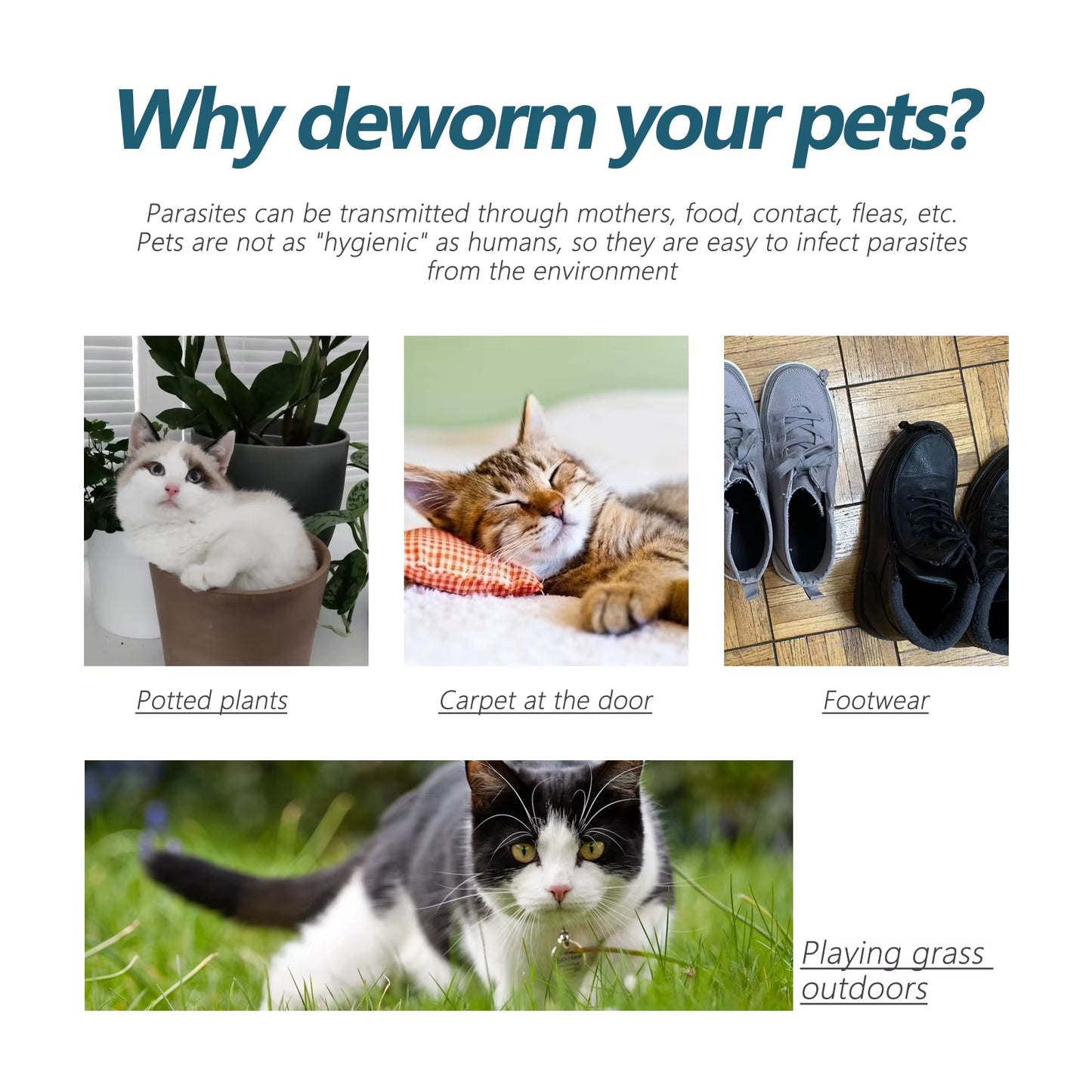 Flea and Tick Treatment Drops for Cats and Dogs – Effective Relief from Itching, Lice, Mites, and Ringworm