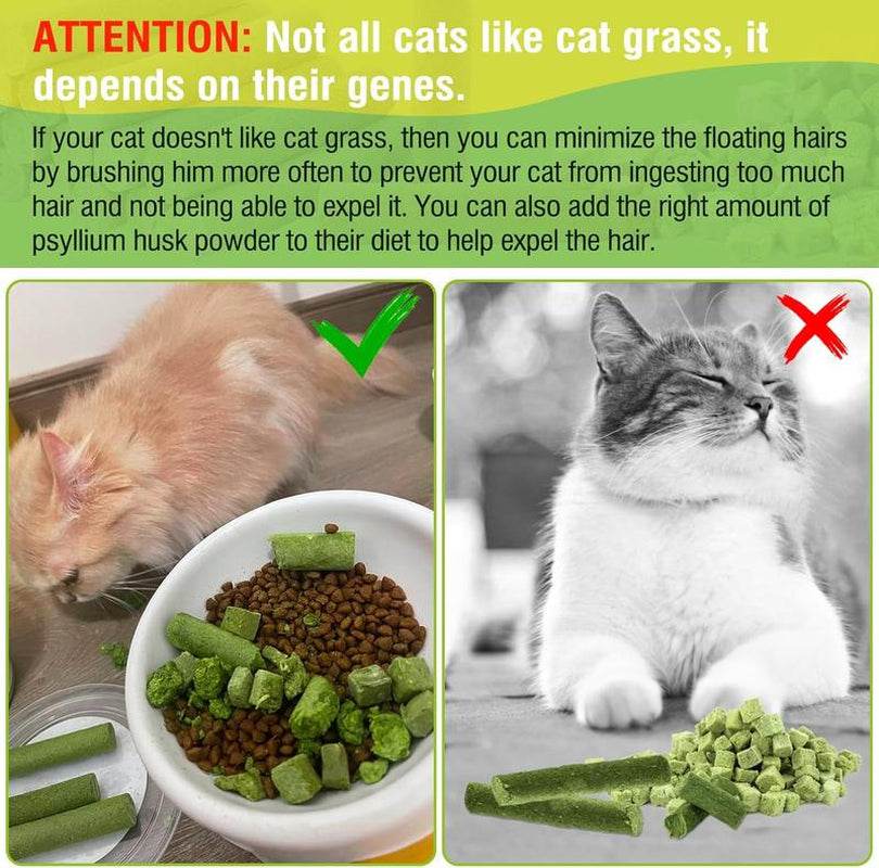 Cat enjoying cat grass teething sticks, benefits include dental health and reduced hairballs.
