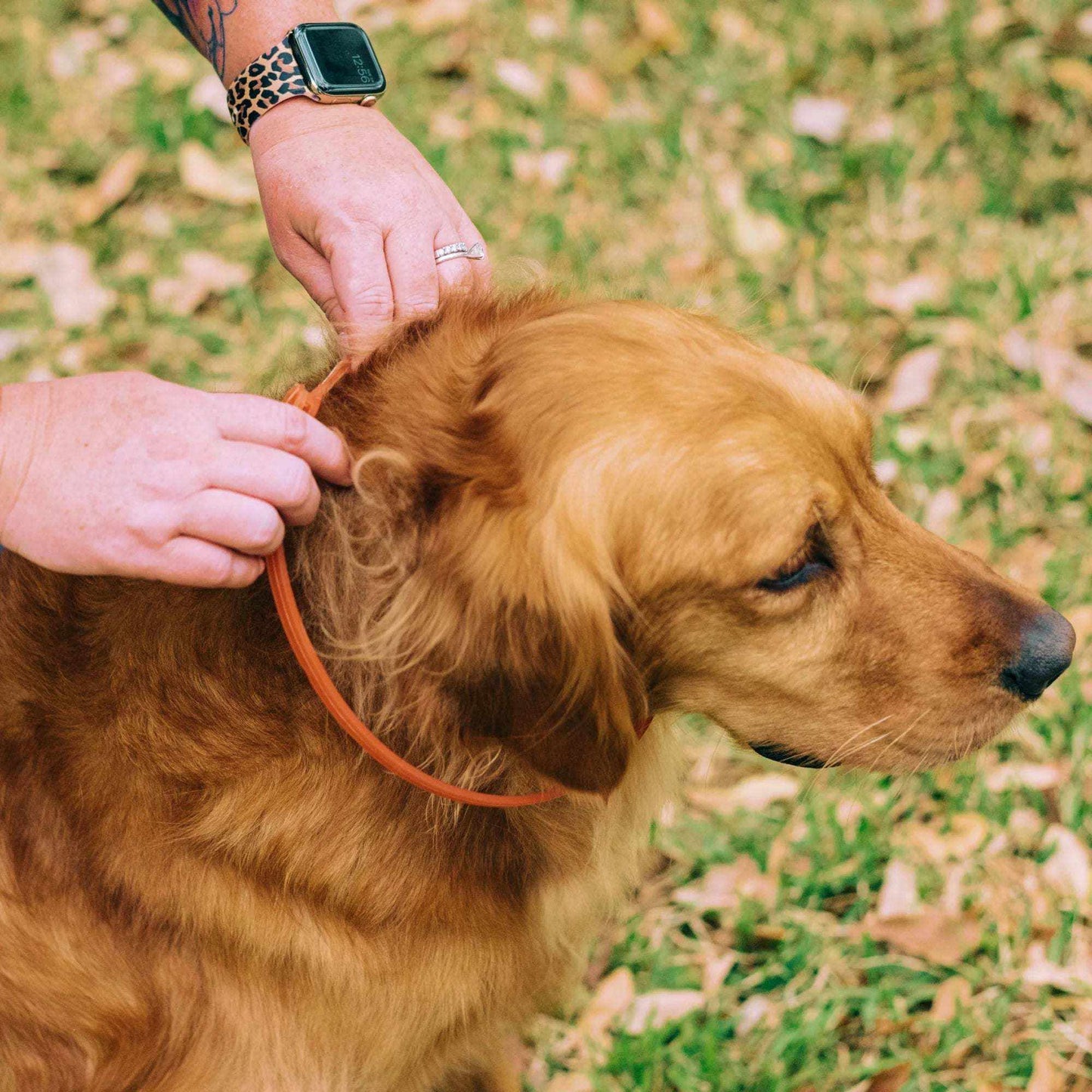 Person fitting a flea and tick collar on a golden dog in an outdoor setting.